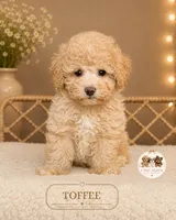 Toffee, a male Maltipoo for sale in Elmhurst, IL – 1 of 2