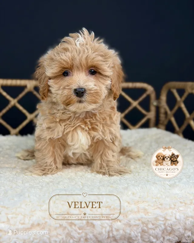 Velvet – Maltipoo puppy for sale in Downers Grove, IL
