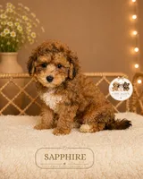 Sapphire, a female Shihpoo for sale in Elmhurst, IL – 2 of 2