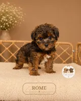 Rome, a male Shihpoo for sale in Elmhurst, IL – 2 of 2