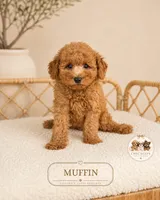 Muffin, a male Poodle - Toy  for sale in Downers Grove, IL – 2 of 2