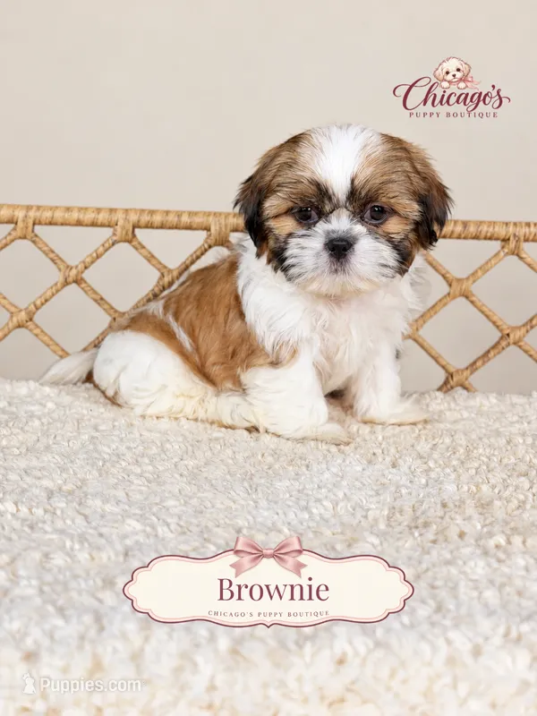 Brownie – Shihpoo puppy for sale in Downers Grove, IL