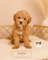 Teddy, a male Poodle - Miniature  for sale in Downers Grove, IL – 2 of 2