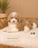Valentino, a male Poodle - Miniature  for sale in Downers Grove, IL – 2 of 3