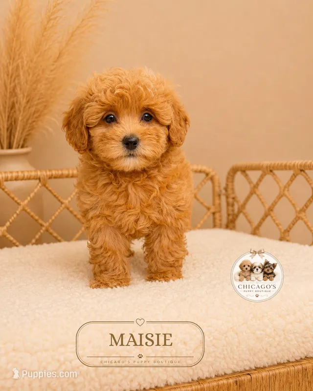 Maisie – Maltipoo puppy for sale in Elmhurst, IL