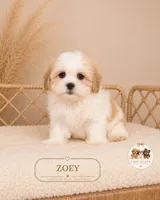Zoey, a female Shih Tzu for sale in Elmhurst, IL – 2 of 2