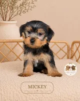 Mickey, a male Yorkshire Terrier for sale in Downers Grove, IL – 1 of 2