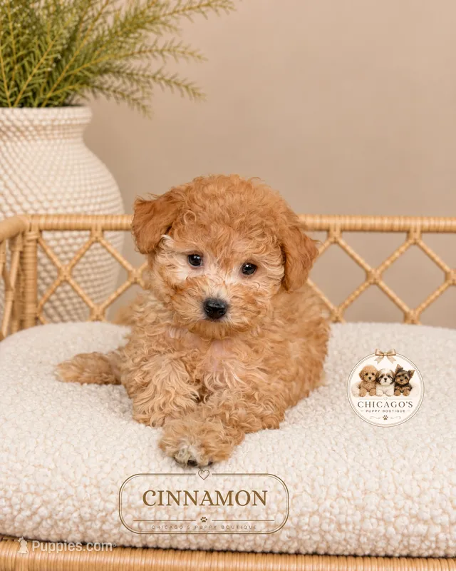 Cinnamon – Poodle - Toy  puppy for sale in Downers Grove, IL