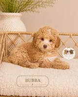 Bubba, a male Poodle - Toy  for sale in Downers Grove, IL – 1 of 1