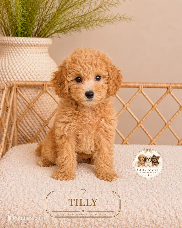 Tilly – Poodle - Toy  puppy for sale in Downers Grove, IL