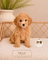 Tilly, a female Poodle - Toy  for sale in Downers Grove, IL – 1 of 1
