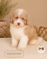 Valentino, a male Poodle - Miniature  for sale in Downers Grove, IL – 1 of 3