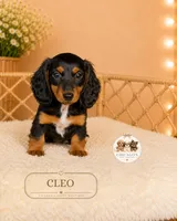 Cleo, a female Miniature Dachshund for sale in Elmhurst, IL – 2 of 2