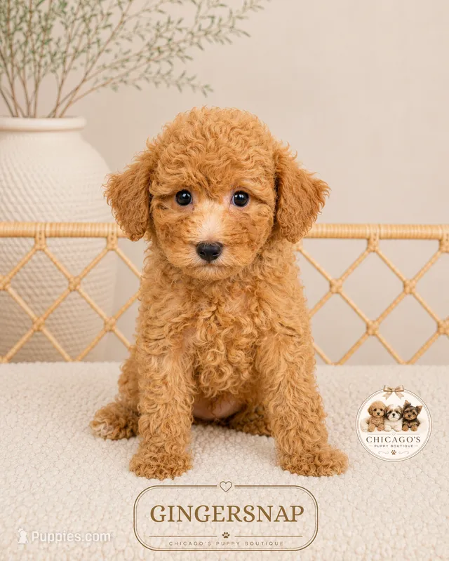 Gingersnap – Poodle - Toy  puppy for sale in Downers Grove, IL
