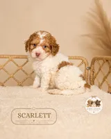 Scarlett, a female Poodle - Miniature  for sale in Elmhurst, IL – 2 of 2