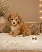 Milan, a female Shihpoo for sale in Elmhurst, IL – 2 of 2