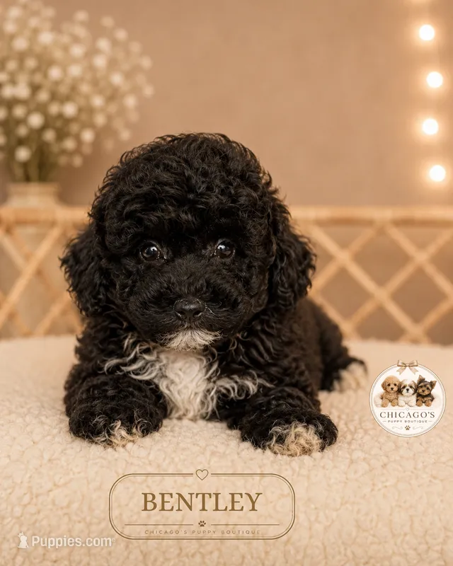 Bentley – Bichpoo puppy for sale in Elmhurst, IL