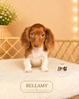 Bellamy , a female Miniature Dachshund for sale in Elmhurst, IL – 2 of 2