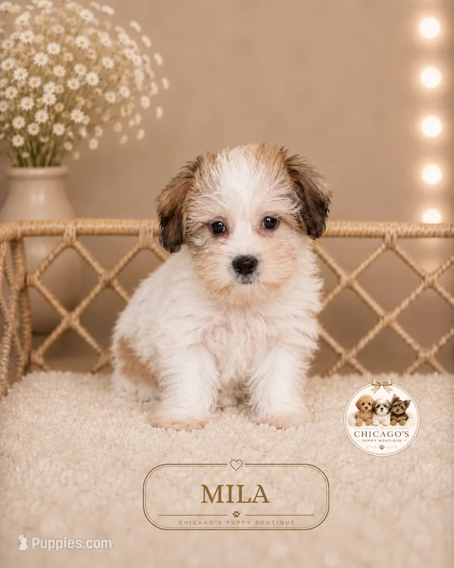 Mila – Shorkie puppy for sale in Elmhurst, IL