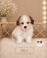 Mila, a female Shorkie for sale in Elmhurst, IL – 1 of 2