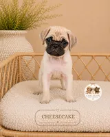 Cheesecake, a female Pug for sale in Downers Grove, IL – 2 of 2