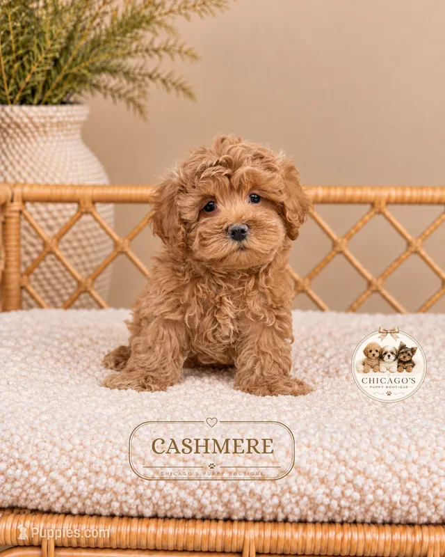 Cashmere – Maltipoo puppy for sale in Downers Grove, IL