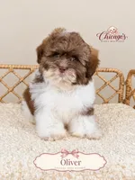 Oliver, a female Shihpoo for sale in Downers Grove, IL – 2 of 2