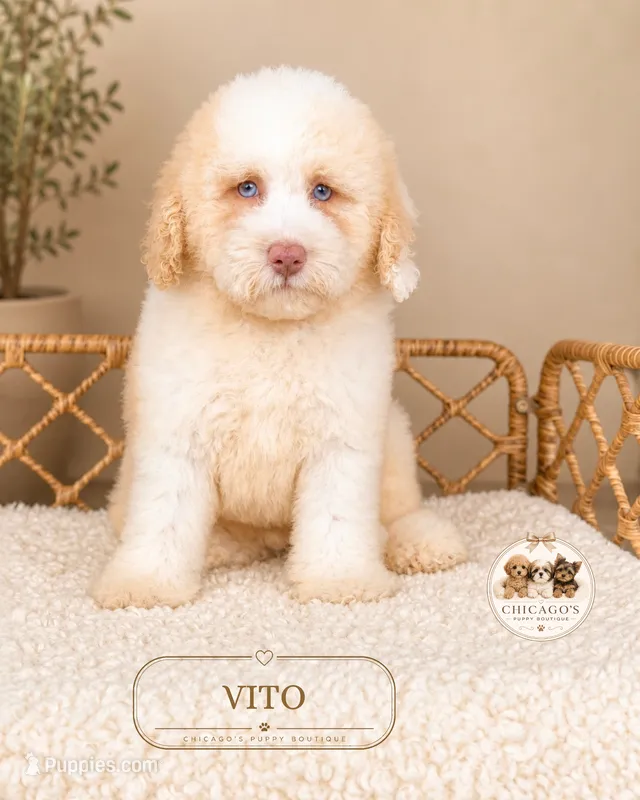Vito – Poodle - Miniature  puppy for sale in Downers Grove, IL