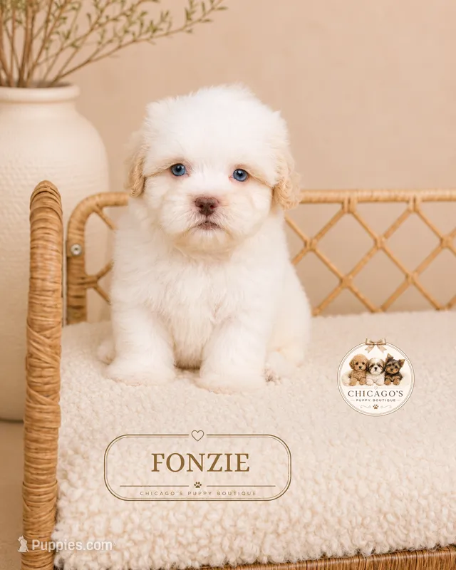 Fonzie – Shih Tzu puppy for sale in Downers Grove, IL