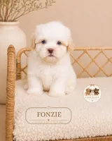 Fonzie, a male Shih Tzu for sale in Downers Grove, IL – 1 of 2