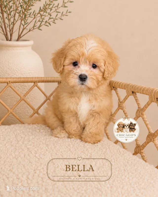 Bella – Maltipoo puppy for sale in Downers Grove, IL