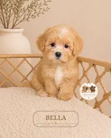 Bella, a female Maltipoo for sale in Downers Grove, IL – 1 of 1
