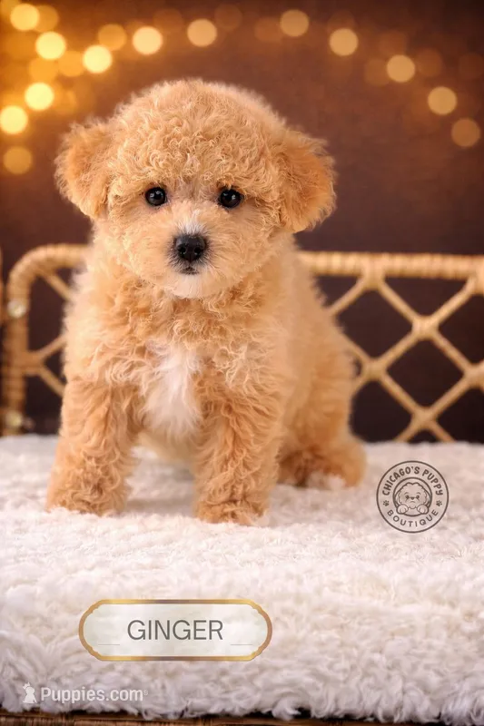 Ginger – Bichpoo puppy for sale in Elmhurst, IL