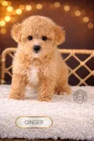 Ginger, a female Bichpoo for sale in Elmhurst, IL – Photo 1 of 2
