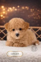 Ginger, a female Bichpoo for sale in Elmhurst, IL – Photo 2 of 2