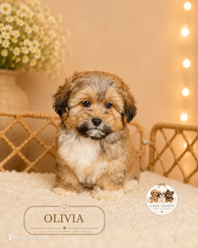 Olivia – Shihpoo puppy for sale in Elmhurst, IL