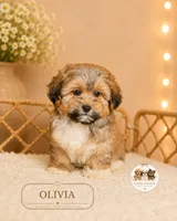 Olivia, a female Shihpoo for sale in Elmhurst, IL – 1 of 1