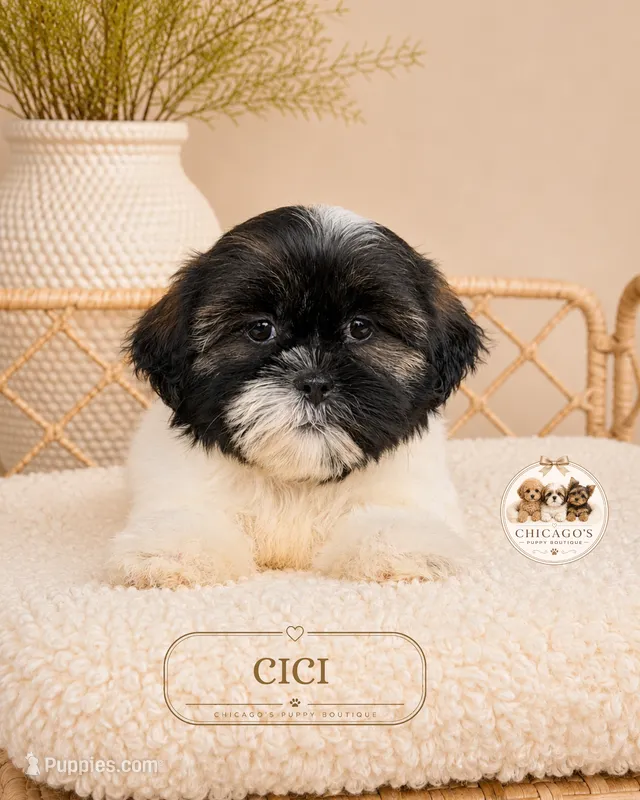 Cici – Shih Tzu puppy for sale in Downers Grove, IL