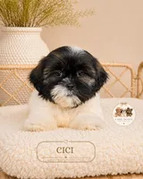 Cici, a female Shih Tzu for sale in Downers Grove, IL – 1 of 2