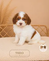 Theo, a male Poodle - Miniature  for sale in Elmhurst, IL – 2 of 2