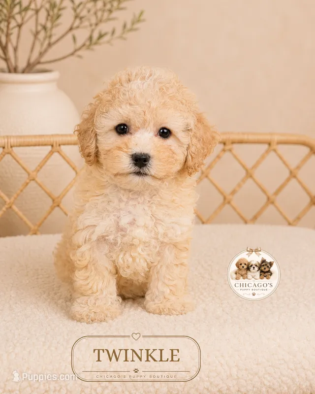 Twinkle – Maltipoo puppy for sale in Downers Grove, IL