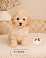 Twinkle, a female Maltipoo for sale in Downers Grove, IL – 1 of 2