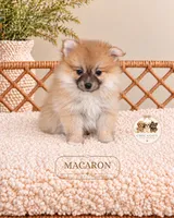 Macaron, a female Pomeranian for sale in Downers Grove, IL – 2 of 2