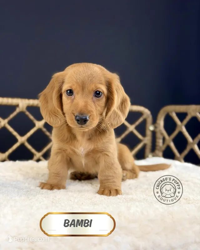Bambi – Miniature Dachshund puppy for sale in Elmhurst, IL