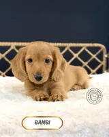 Bambi, a male Miniature Dachshund for sale in Elmhurst, IL – Photo 2 of 2