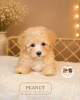 Peanut, a male Maltipoo for sale in Elmhurst, IL – 2 of 2