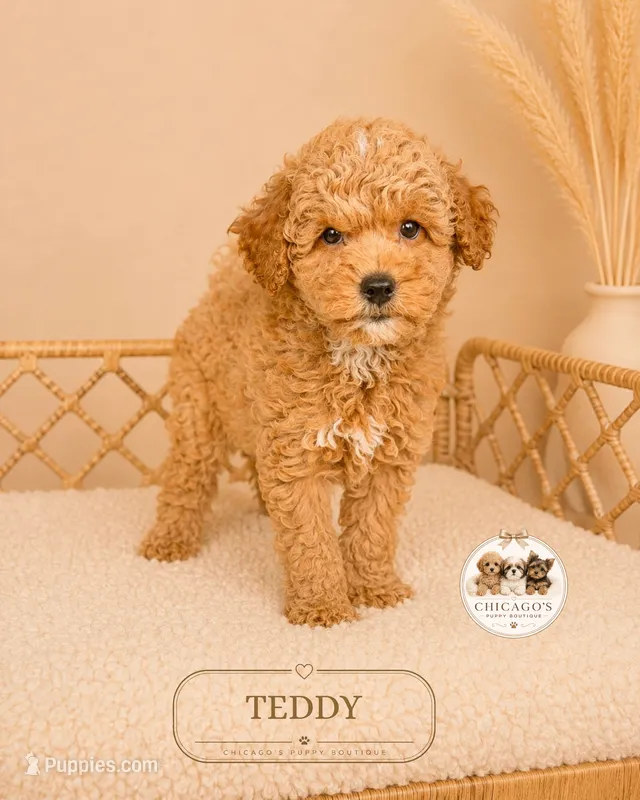 Teddy – Poodle - Miniature  puppy for sale in Downers Grove, IL