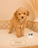Teddy, a male Poodle - Miniature  for sale in Downers Grove, IL – 1 of 2