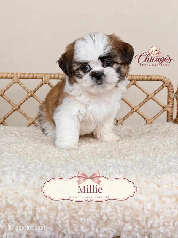 Millie – Shihpoo puppy for sale in Downers Grove, IL
