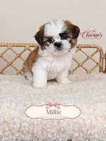 Millie, a female Shihpoo for sale in Downers Grove, IL – 1 of 2